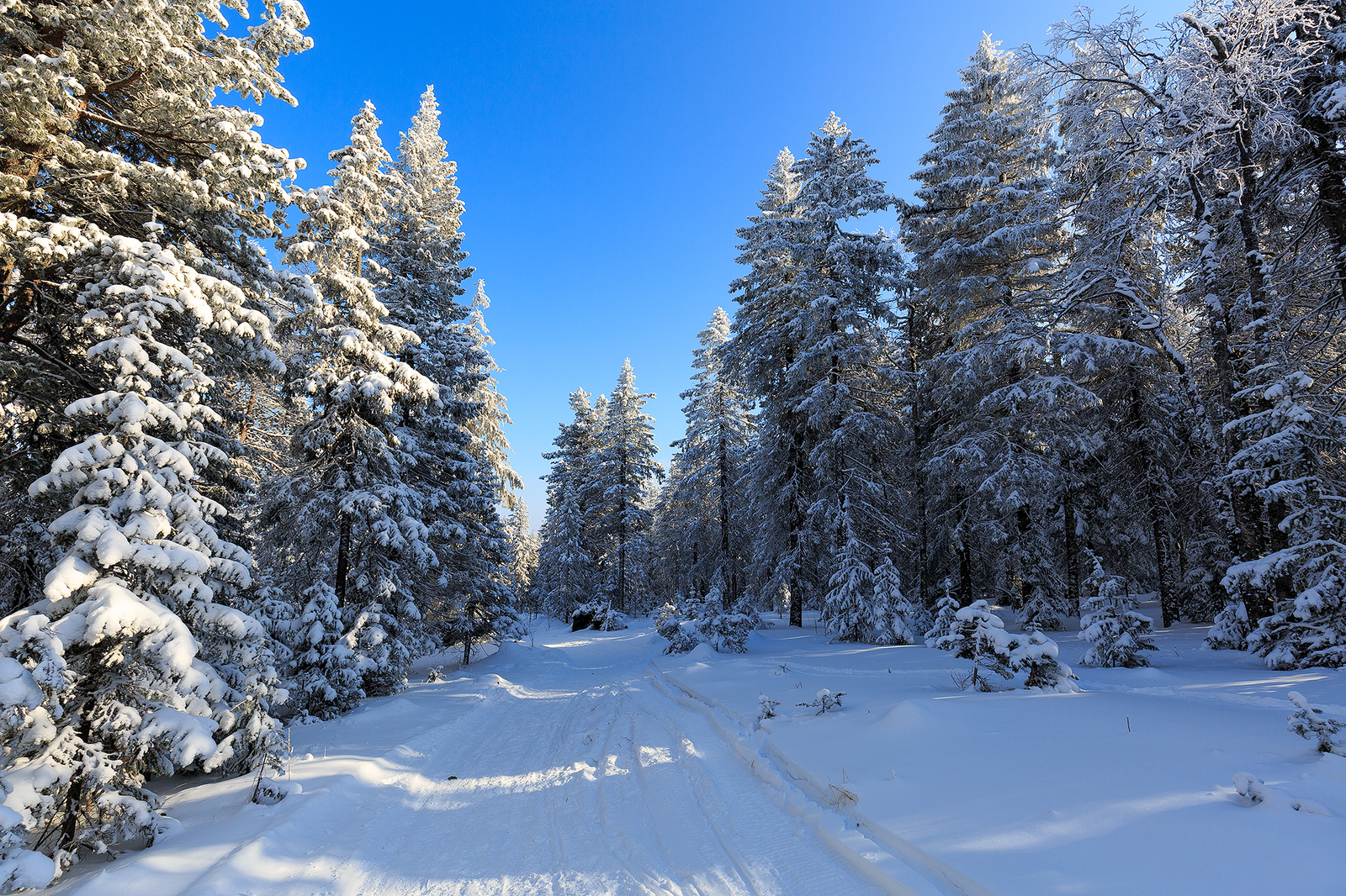 Weekend walk. - My, , , Kachkanar, Ural, Winter, Walk in the woods, Longpost