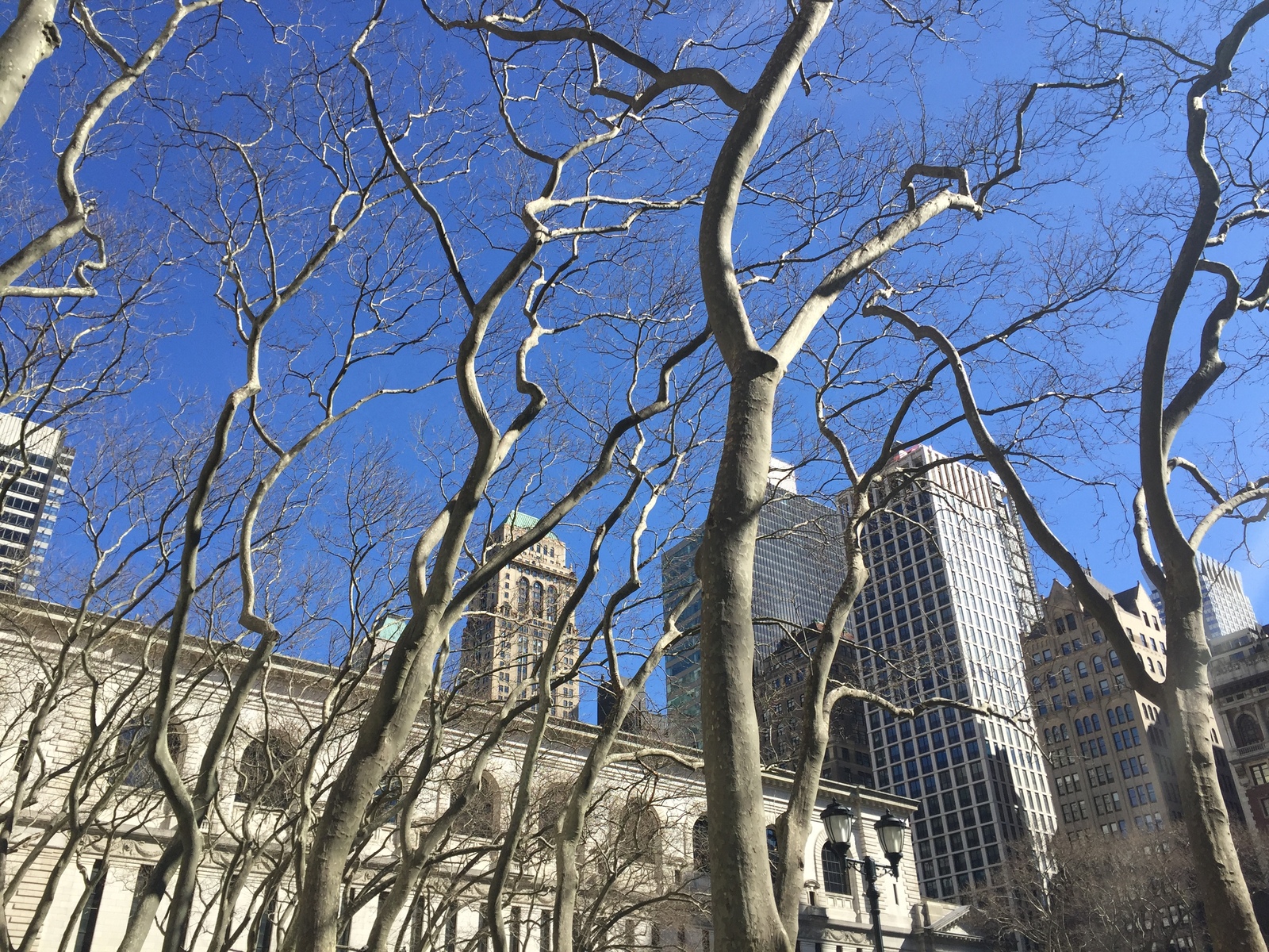 Trees - My, Tree, The photo, New York