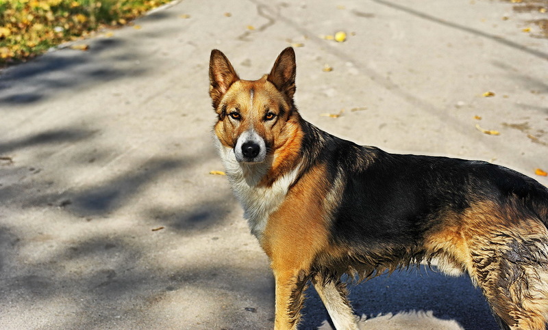 Hey dog, how are you? Jack? - My, Announcement, Lost, The dog is missing, Where is the logic?