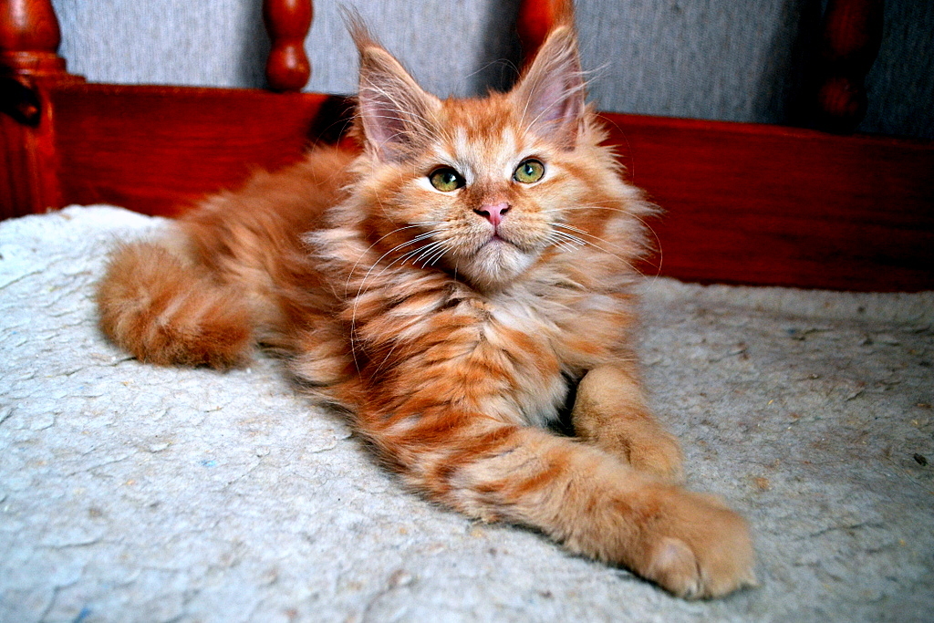 Our kids! Redheads! Maine Coon kittens! Photoshoot! - My, cat, Maine Coon, Pet, My, Longpost, Pets