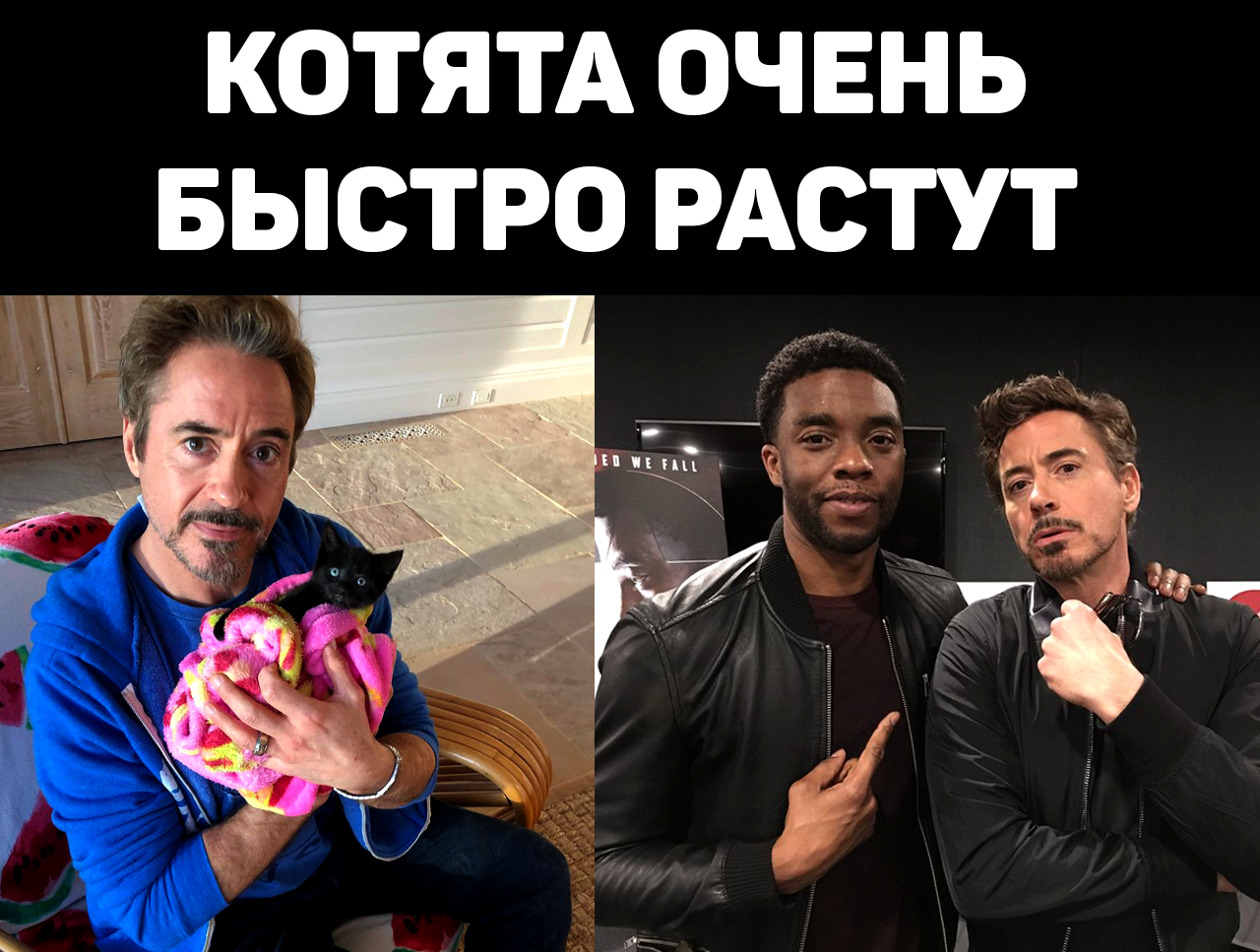 Nice growing up photo. - Black Panther, cat, Chadwick Boseman, Robert Downey the Younger, Marvel, Actors and actresses, Robert Downey Jr.