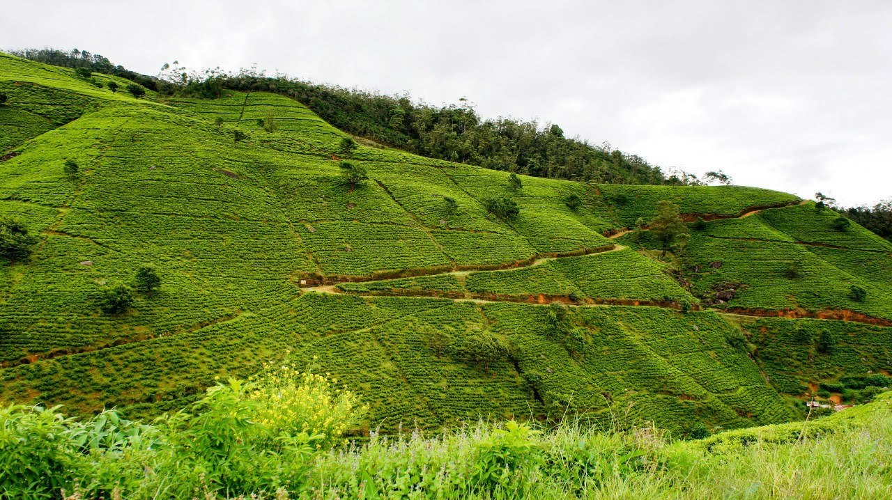 Sri Lanka December 2015, part 2 - My, Sri Lanka, Travels, Longpost