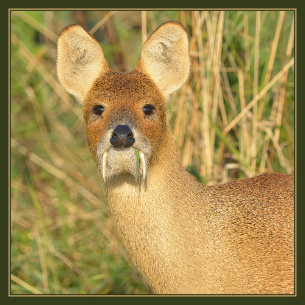 Some specific features of deer - Deer, Facts, Interesting, Animals, Longpost, Deer