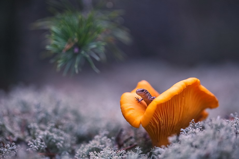 IT IS MINE!! - , Lizard, Chanterelles, Macro photography, The photo