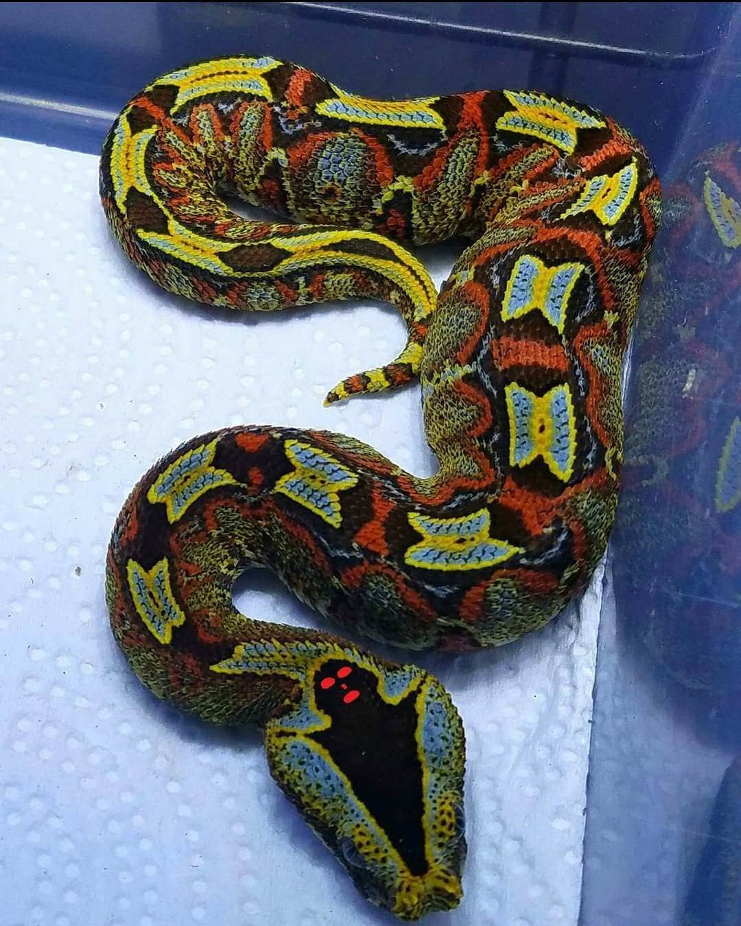 A viper with a ghost on its head - The photo, Snake, Beautiful, Reptiles, Fake