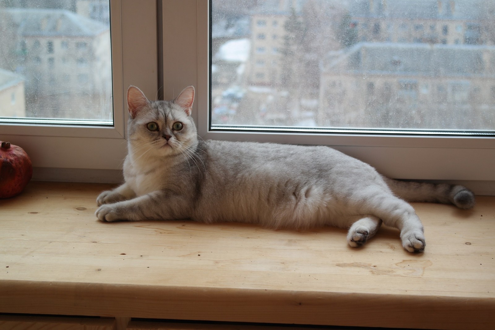 Looking for a new home - My, cat house, cat, In good hands, Moscow, Moscow region