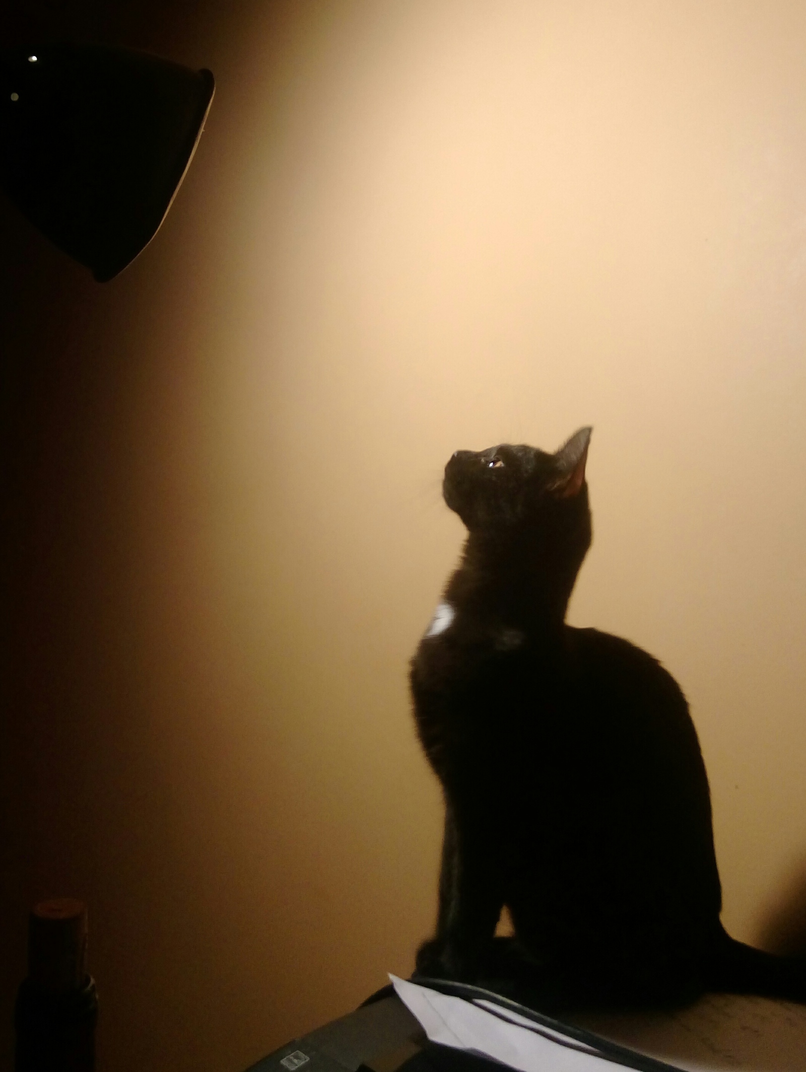 Lucik and emptiness - My, Catomafia, The photo, Lucifer, Black cat, Longpost, cat