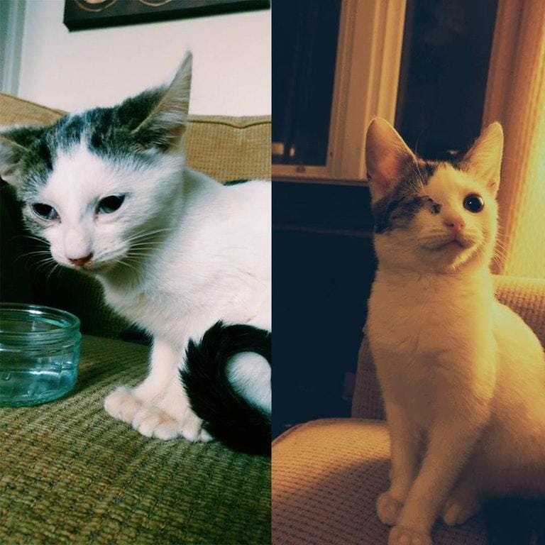 15 photos of animals before and after they found their home and loving owners - Animal Rescue, The photo, Longpost, Dog, cat