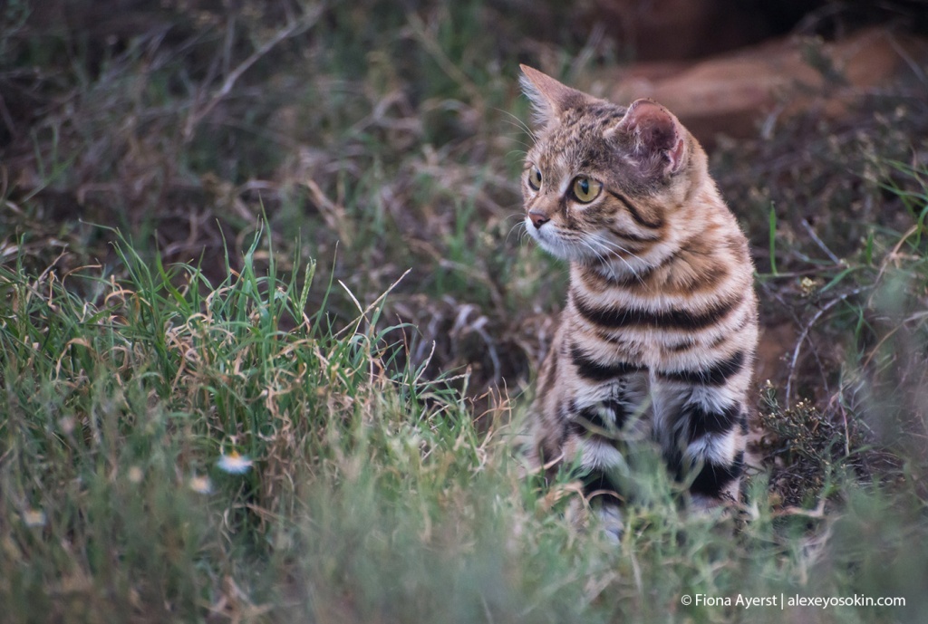 The smallest wild cat in the world - Nature, cat, Predator, Longpost, Animals