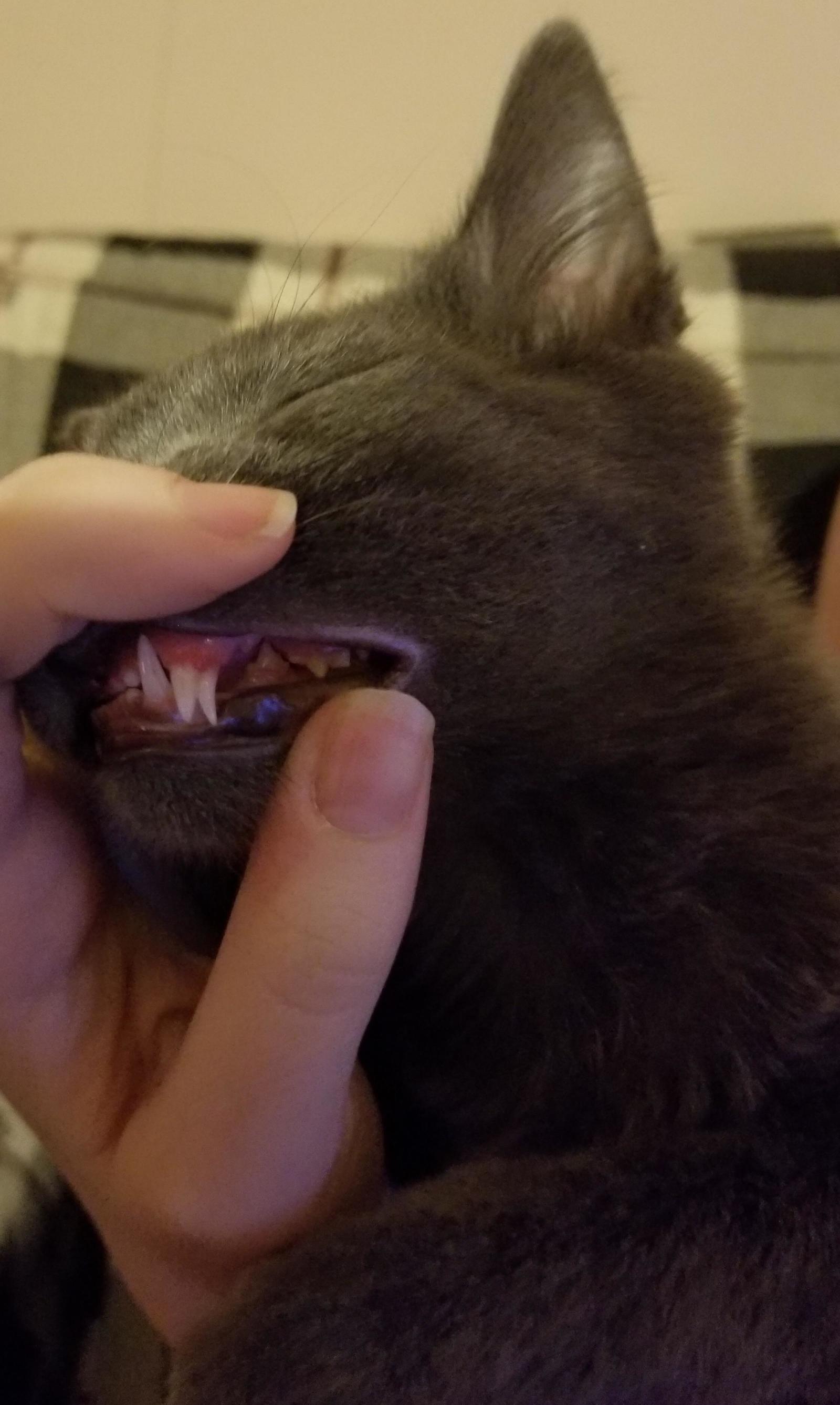 Cat with double fangs. - cat, Pet, Pets