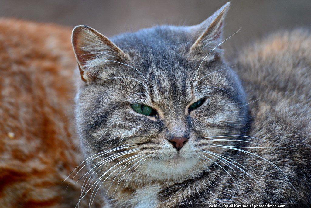 Cats of Crimea and Sevastopol - cat, Crimea, Sevastopol, , Not mine, Longpost