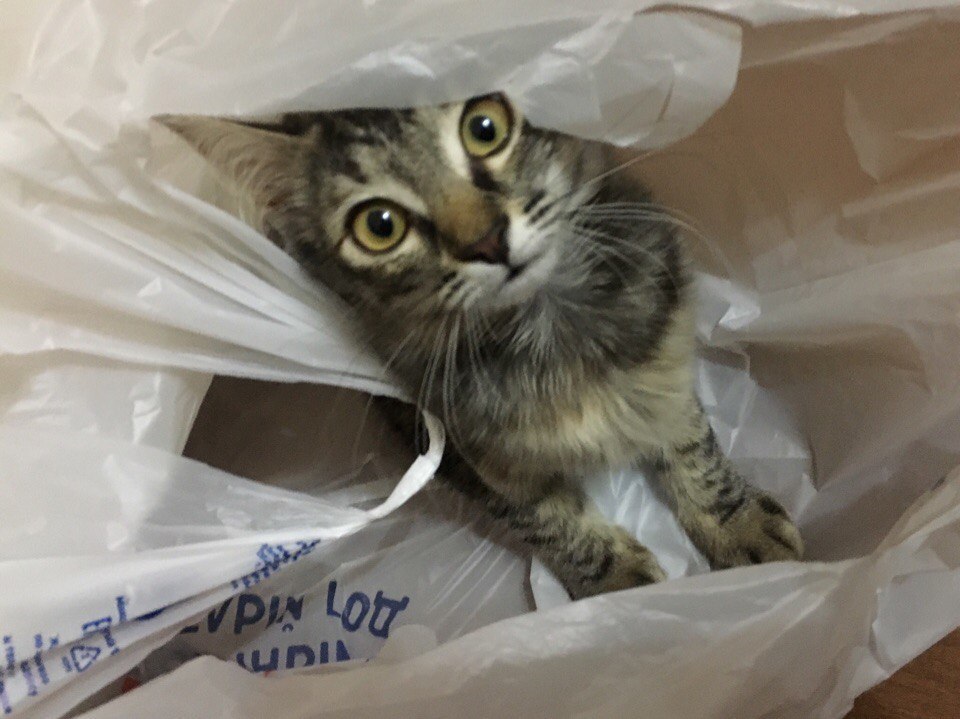 fluffy eyeball - My, cat, Catomafia, , Photo on sneaker, Friday, Longpost