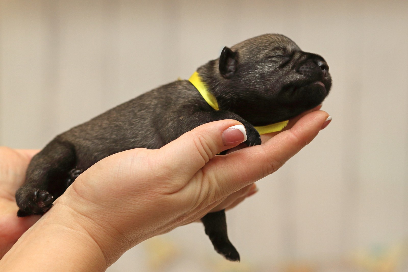 Mimimi-schnauzers 3-day - My, Puppies, Standard Schnauzer, Longpost, Dog