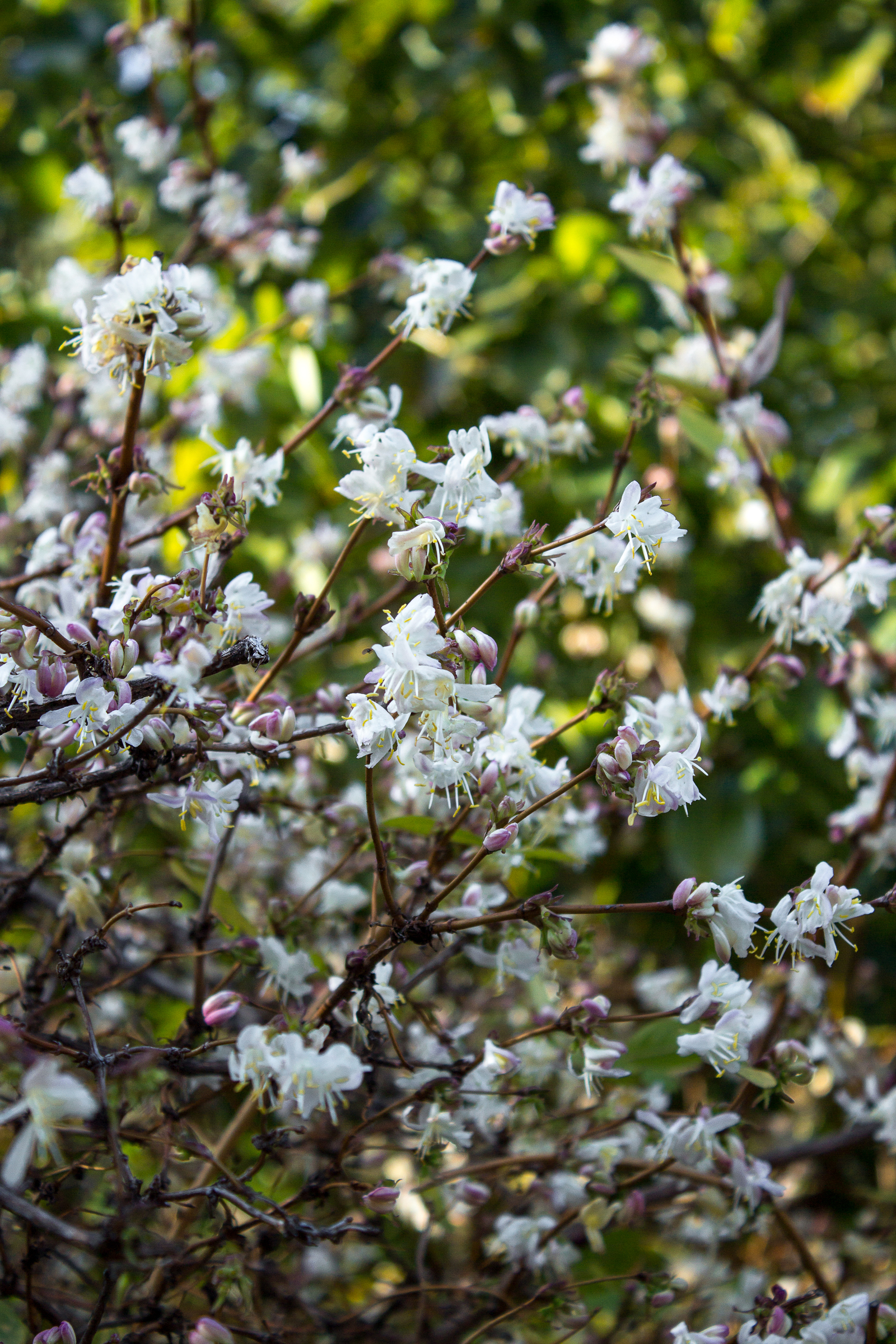 Spring in Lazarevsky (almost Sochi) - My, Sochi, Spring, Flowers, Nature, Bloom, Mimosa, The photo, Longpost