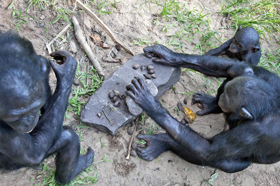 Заповедник “Lola ya Bonobo” в Конго - Заповедники и заказники, Конго, Обезьяна, Африка, Бонобо, Карликовые шимпанзе, Длиннопост