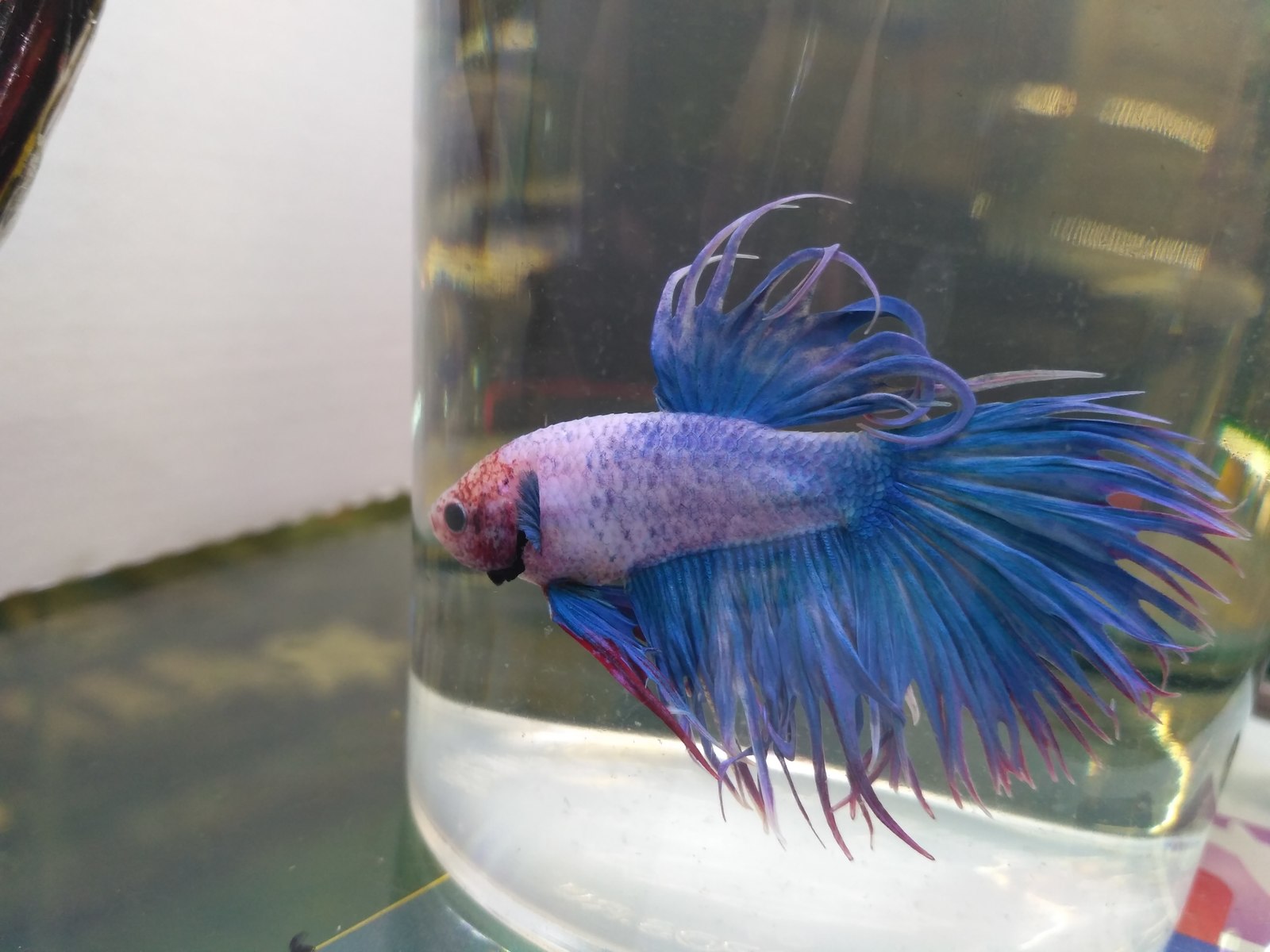 My cockerels, aka Betta splendens - Aquarium fish, Aquarium, Betta splendens, Longpost