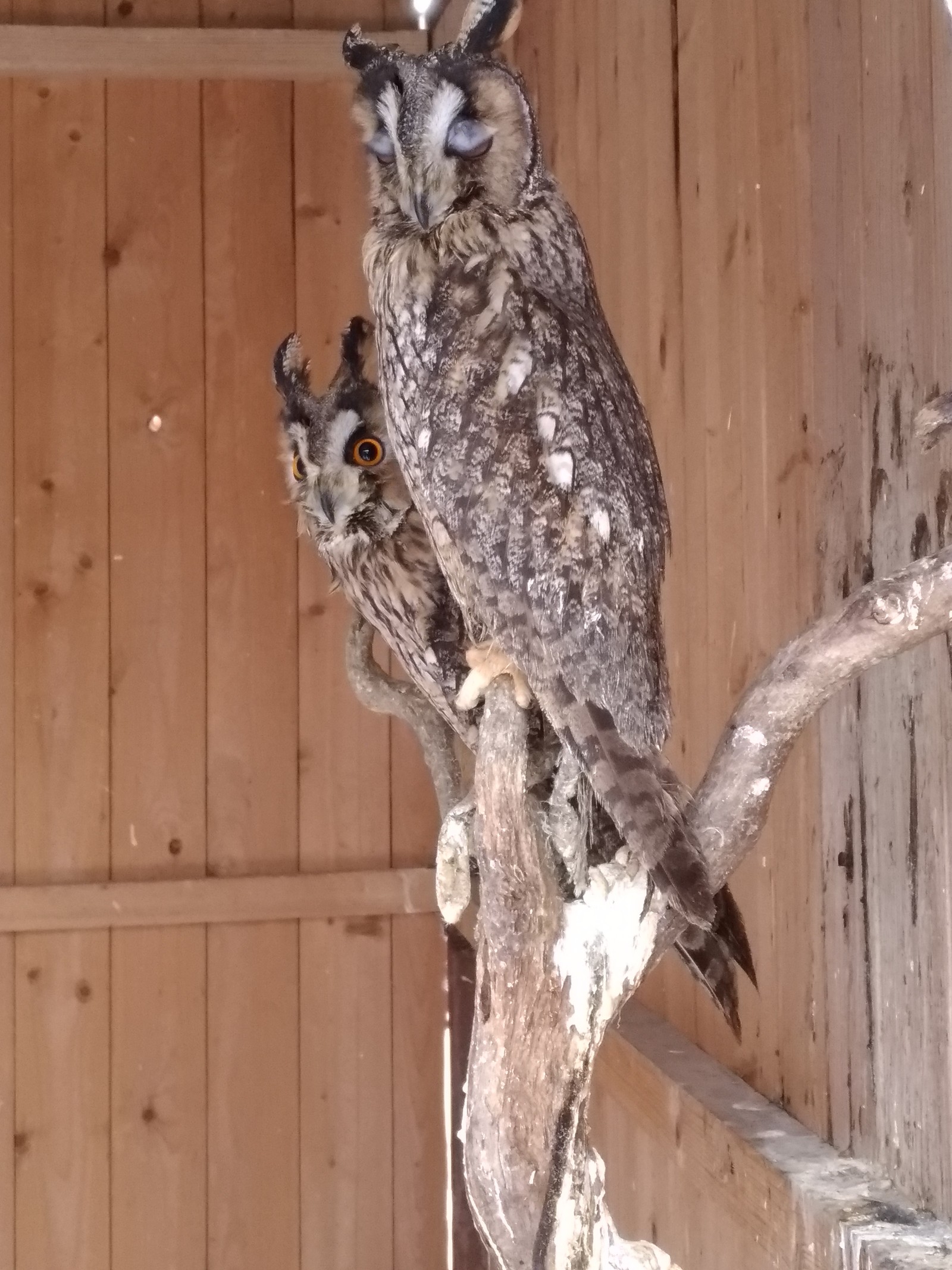 Moscow ornitarium - Owl, Predator birds, Ornitarius, Moscow, Longpost