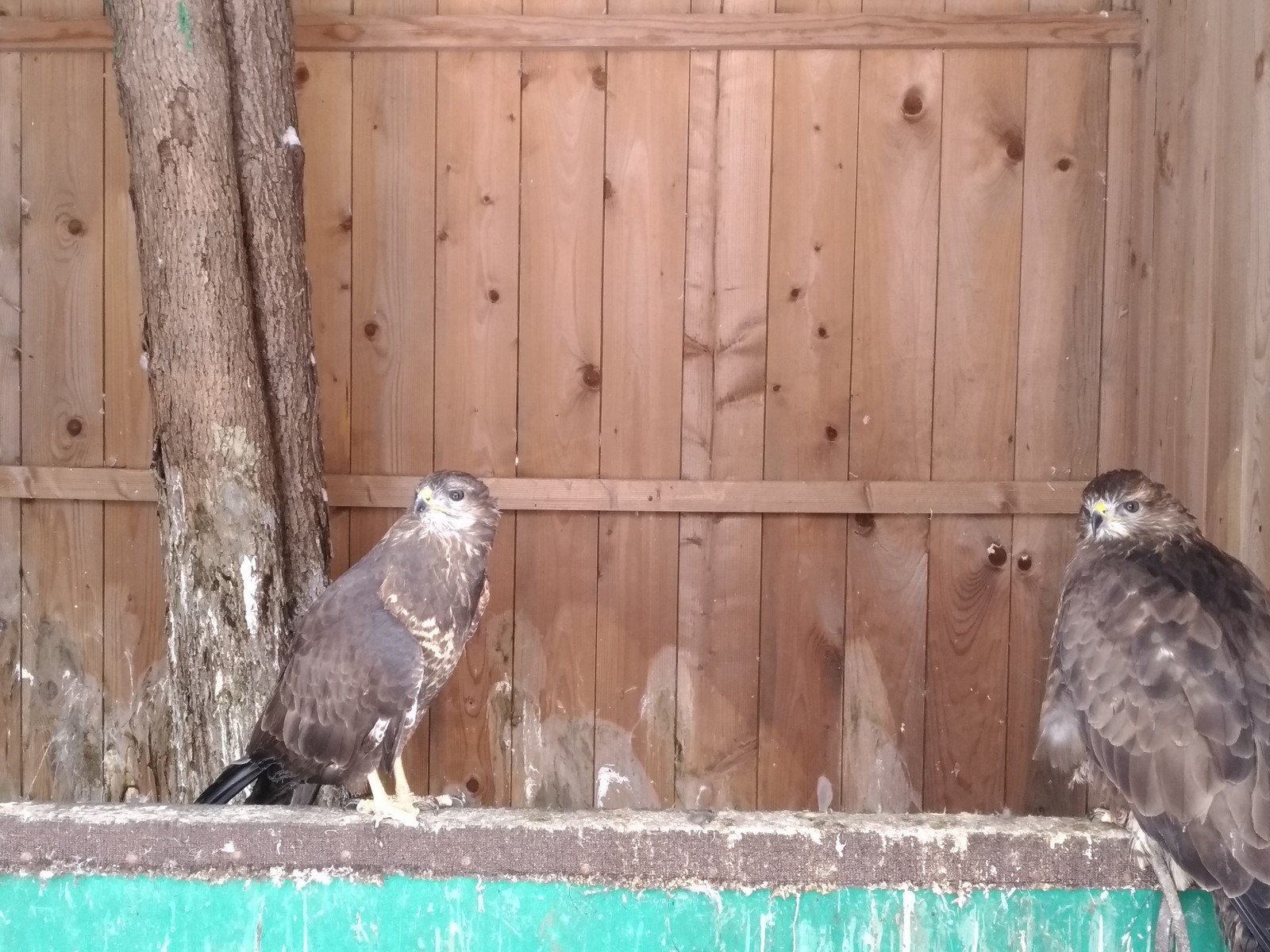 Moscow ornitarium - Owl, Predator birds, Ornitarius, Moscow, Longpost