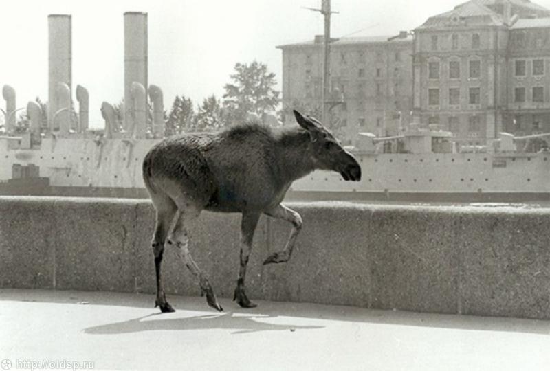 Petersburg, old photos. - Saint Petersburg, Story, The photo, Longpost