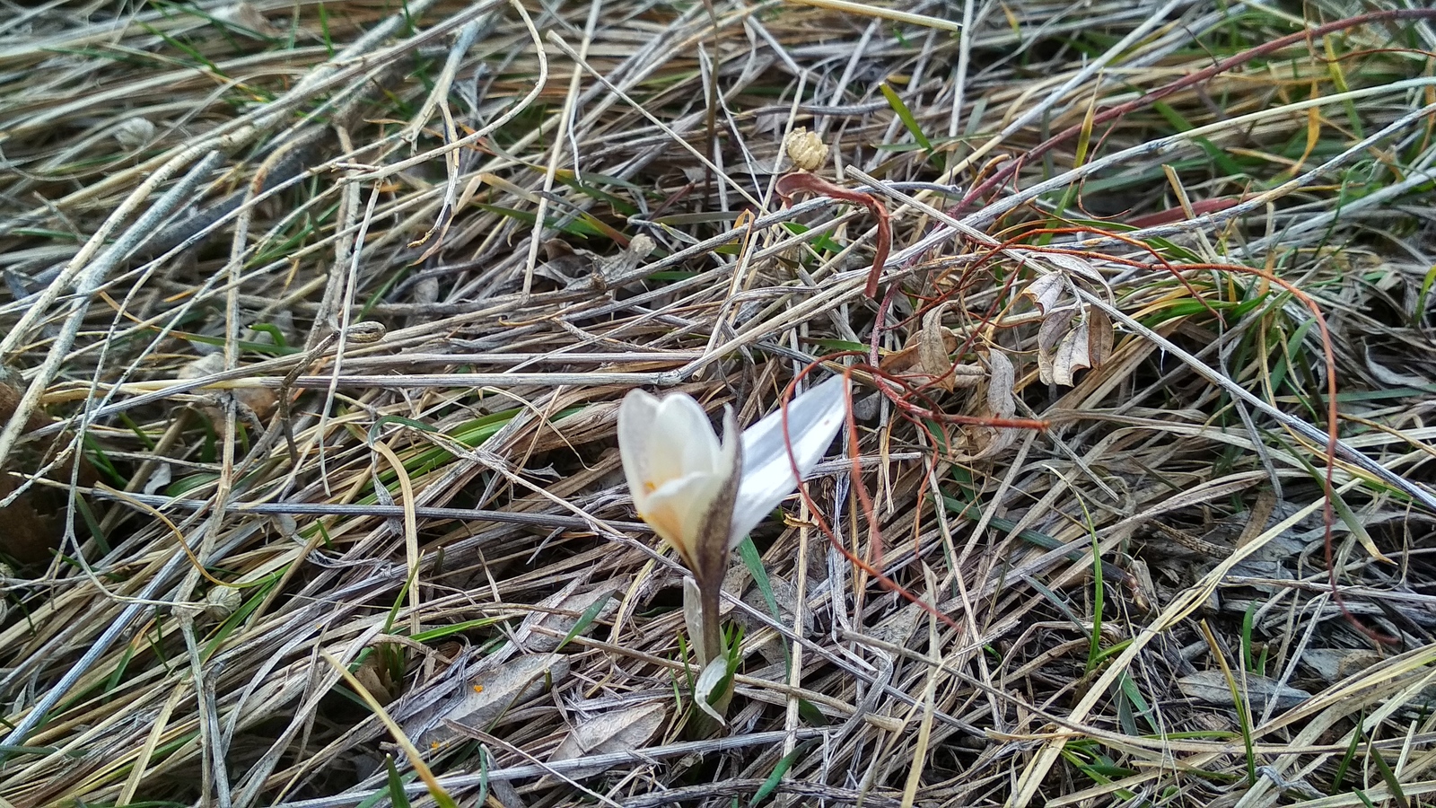 First snowdrops!!! Long awaited spring!!! - My, Spring, Snowdrops, beauty of nature, Crocus, Snowdrops flowers