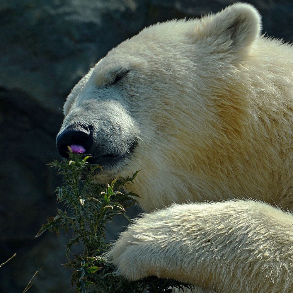 Polar bear - The Bears, Animals, The photo, Longpost, Polar bear