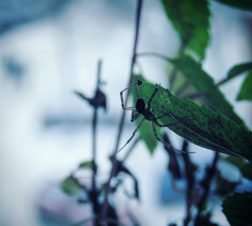 Spider - My, Spider, The photo, Insects, Basil, Flowers, beauty, Adventures, Spring, Longpost