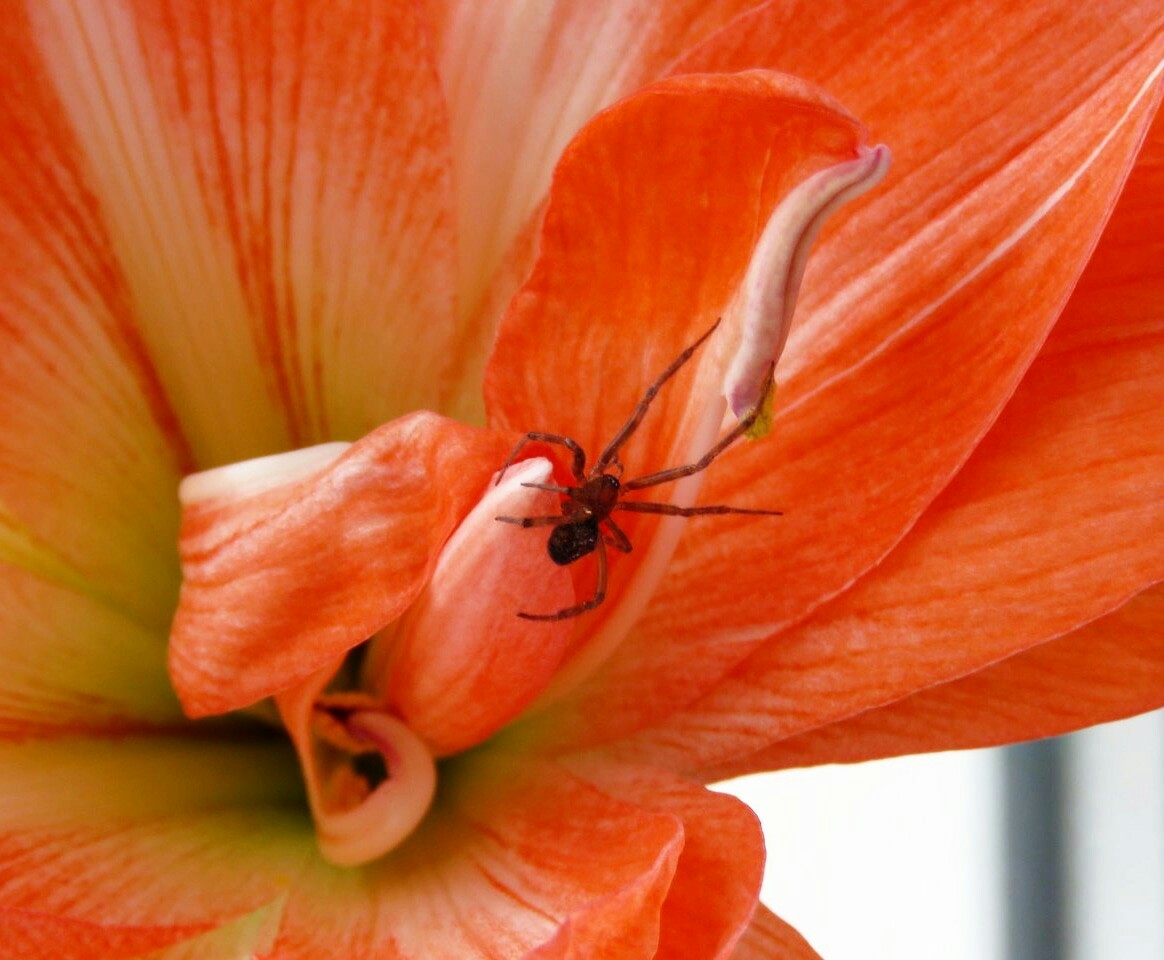 Spider - My, Spider, The photo, Insects, Basil, Flowers, beauty, Adventures, Spring, Longpost