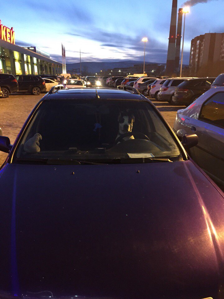 When you are a good boy, but the traffic police does not issue a license because you have paws. Filmed in the parking lot of the store, he is waiting for the owner. - Dog, Car, Animals, Zhdun