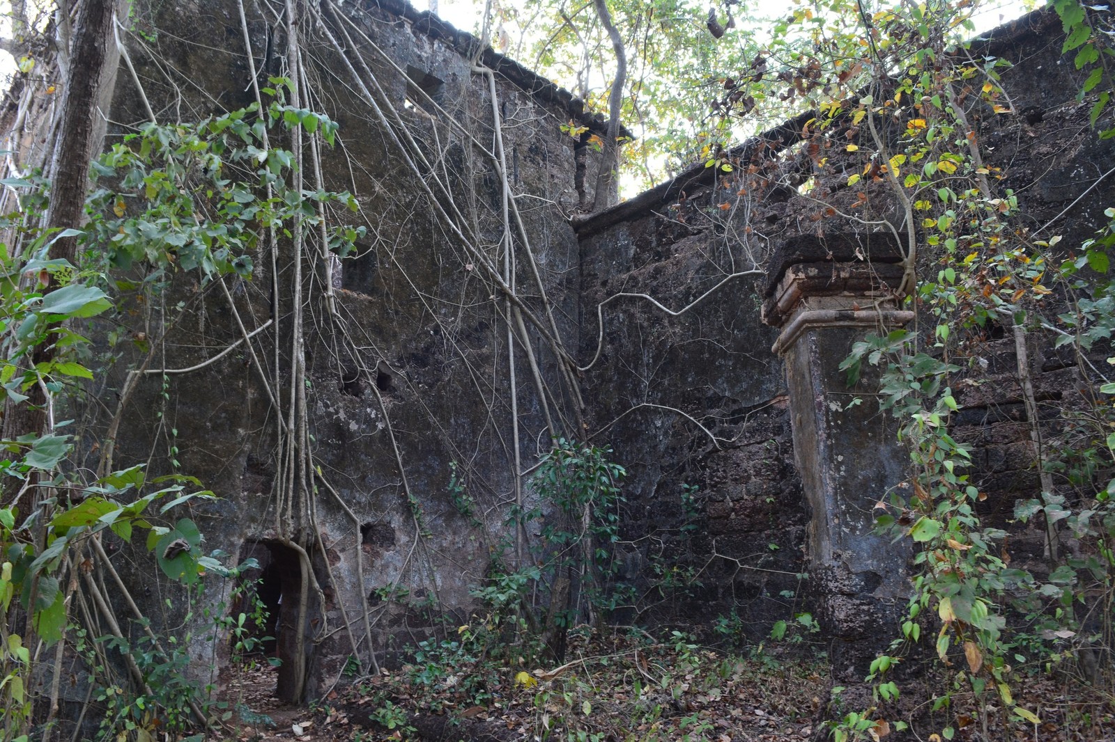 Jungle fort in north Goa - My, Travels, The photo, India, Goa, Abandoned, Fort, Longpost