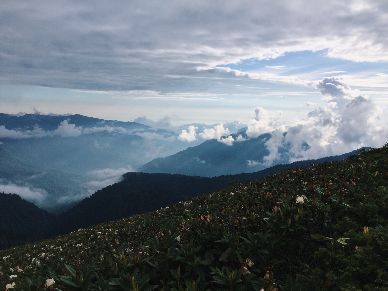 Rhododendrons in the mountains - My, Flowers, Russia, Sochi, The mountains, The photo, Longpost