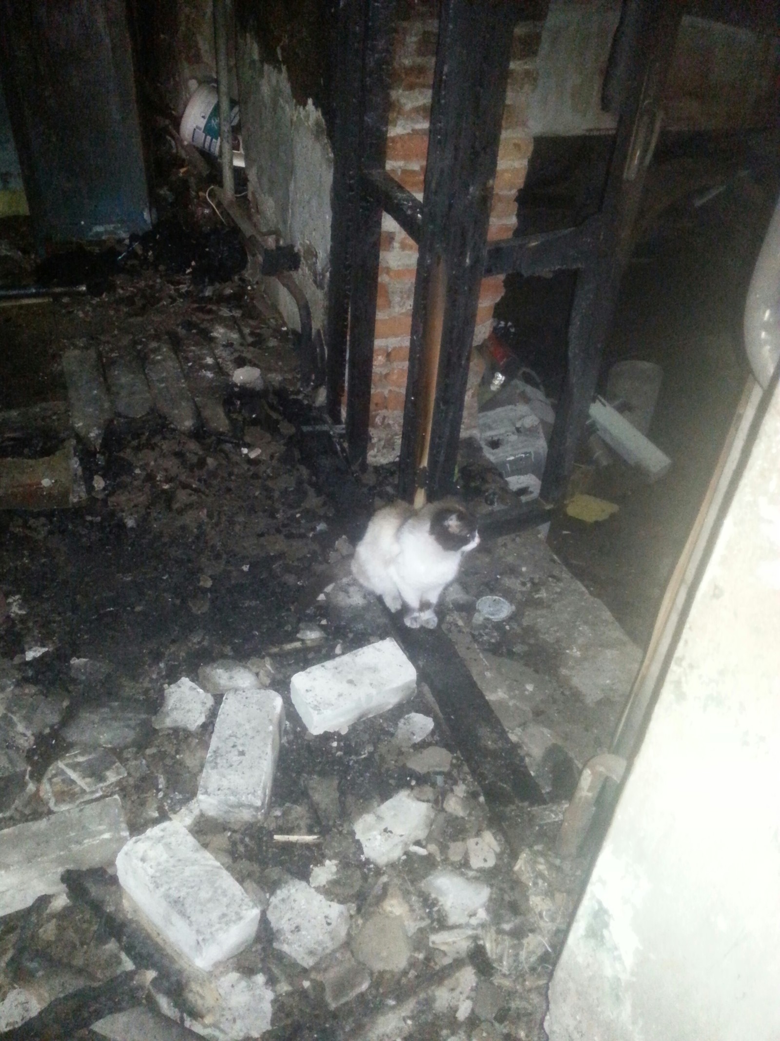 О котах и пожарищах... | Пикабу