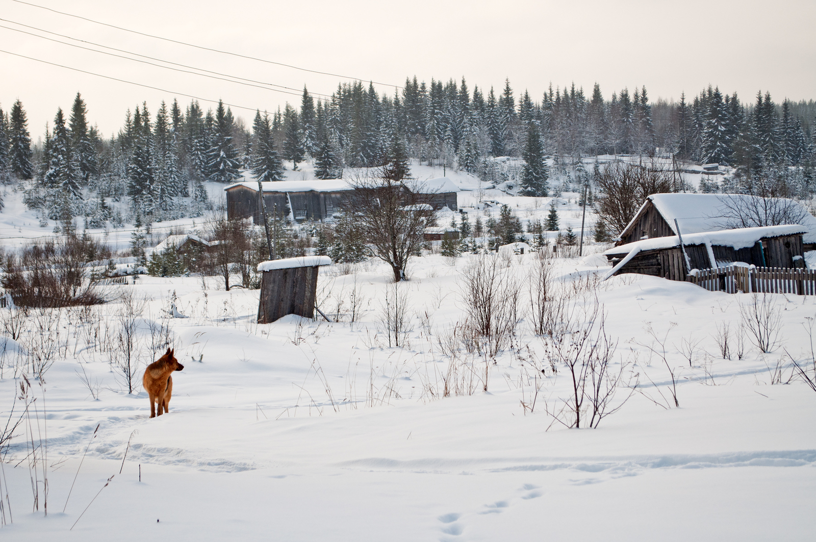 Seza village. - My, Russia, Railway, Narrow gauge, Russian North, Longpost