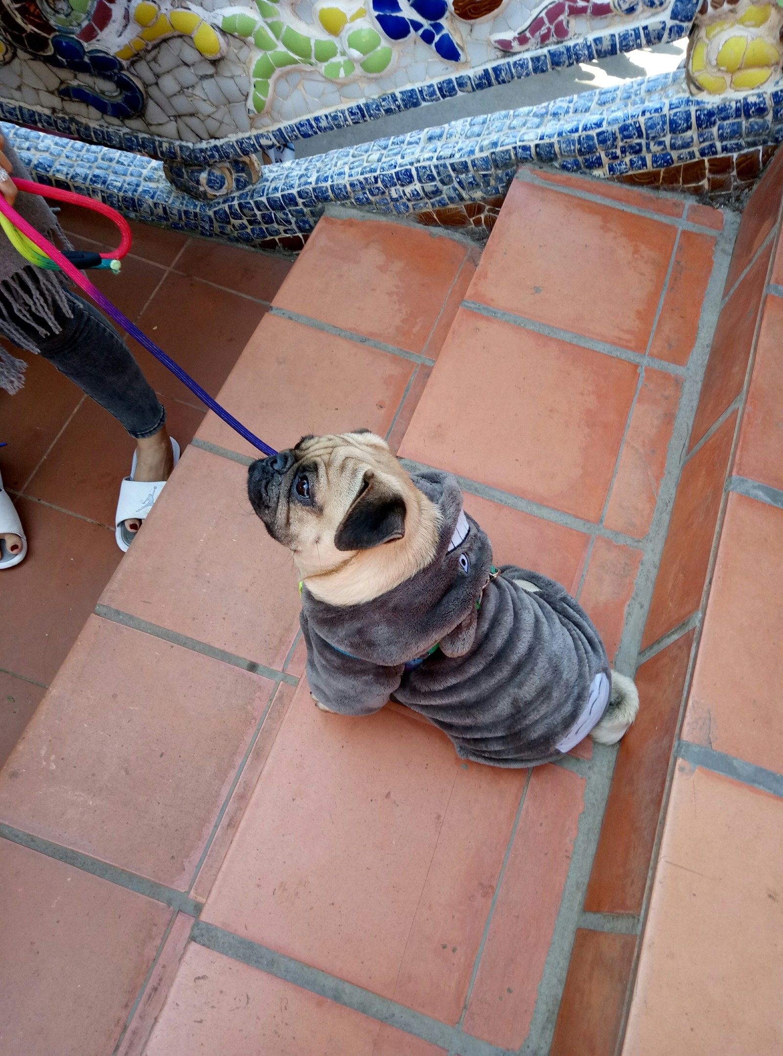 The cutest passerby - My, Pug, Dog, Totoro, Milota, Туристы, Longpost