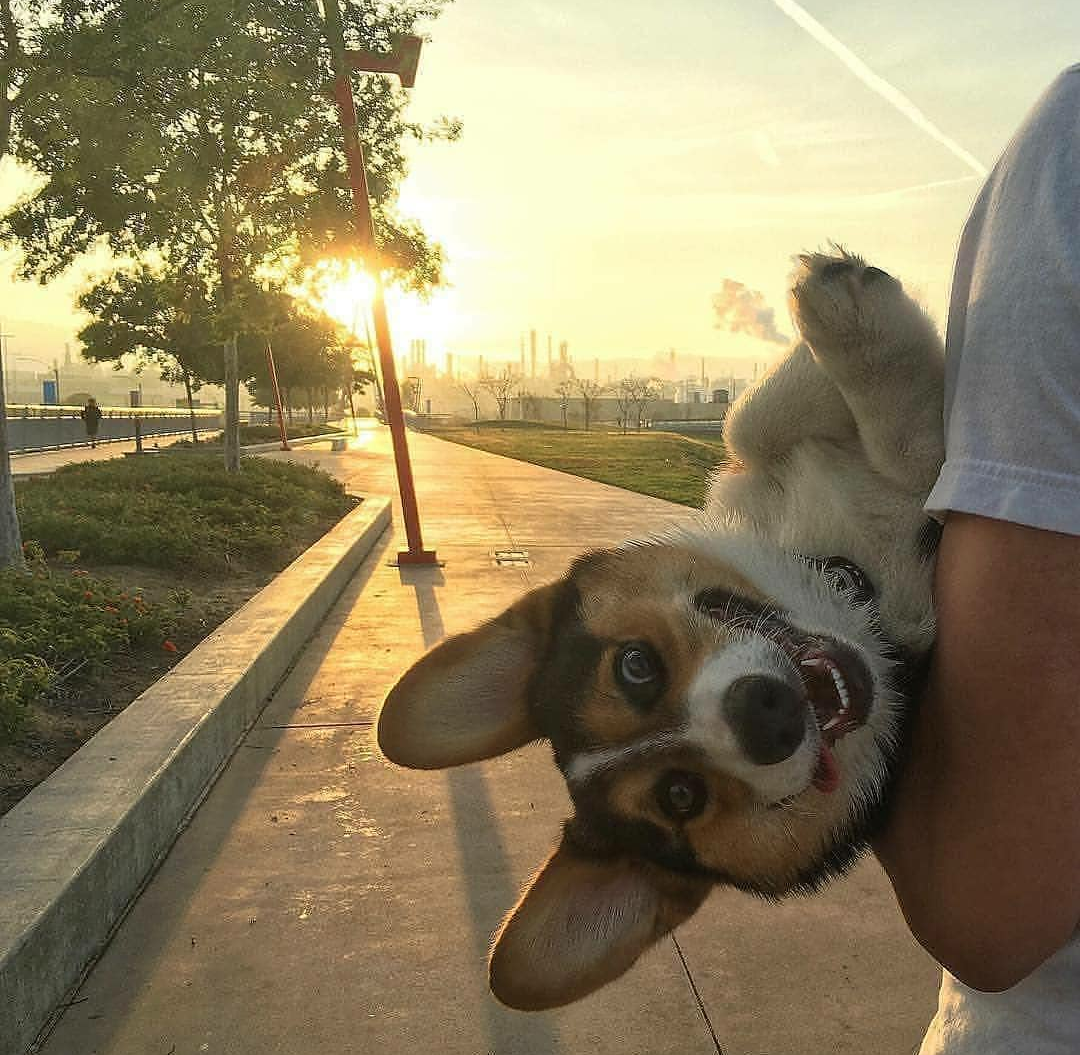 Happiness as it is - Milota, Happiness, Dog, Corgi