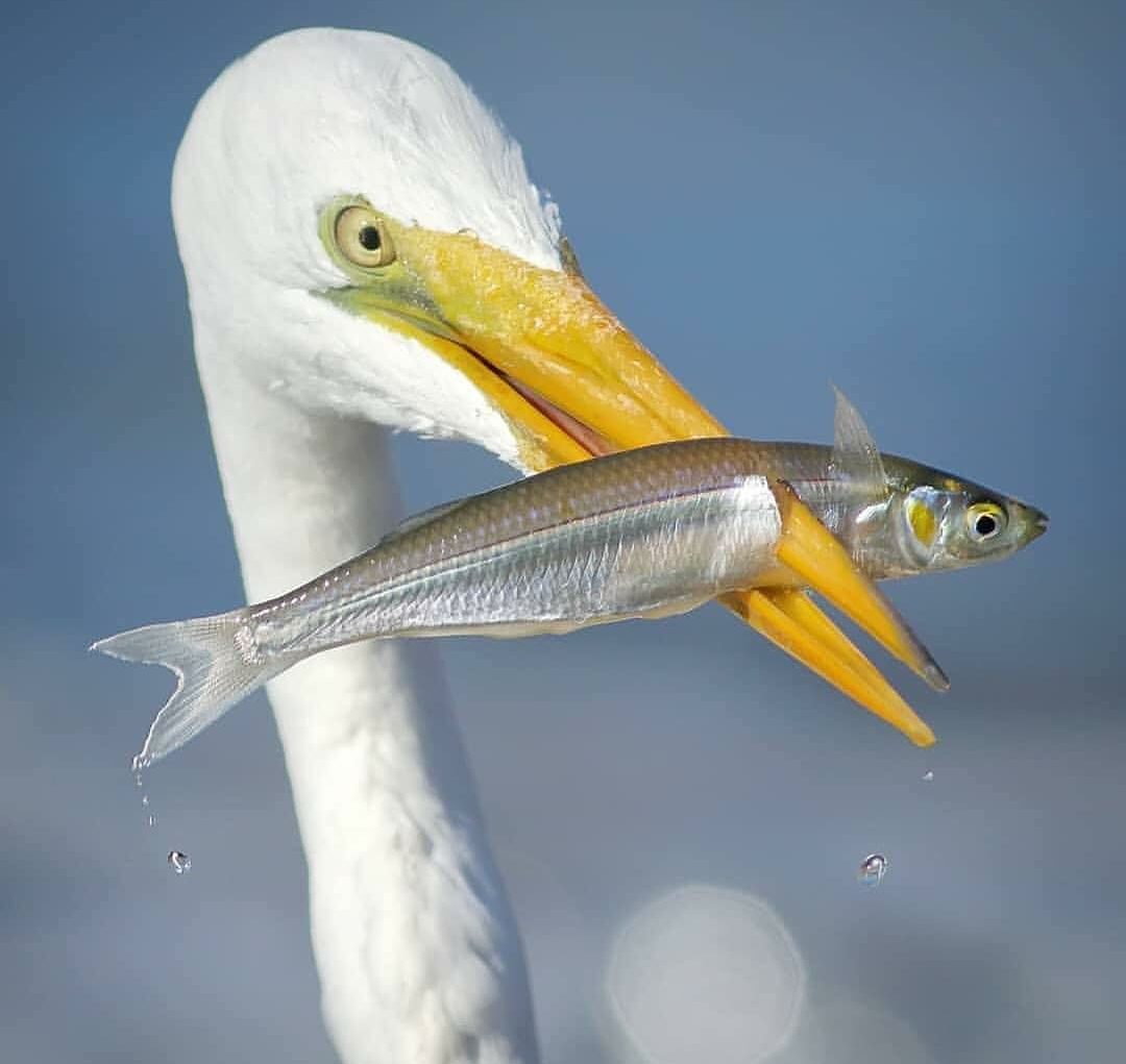 Through - Heron, A fish, The photo, Unusual, Birds, Animals