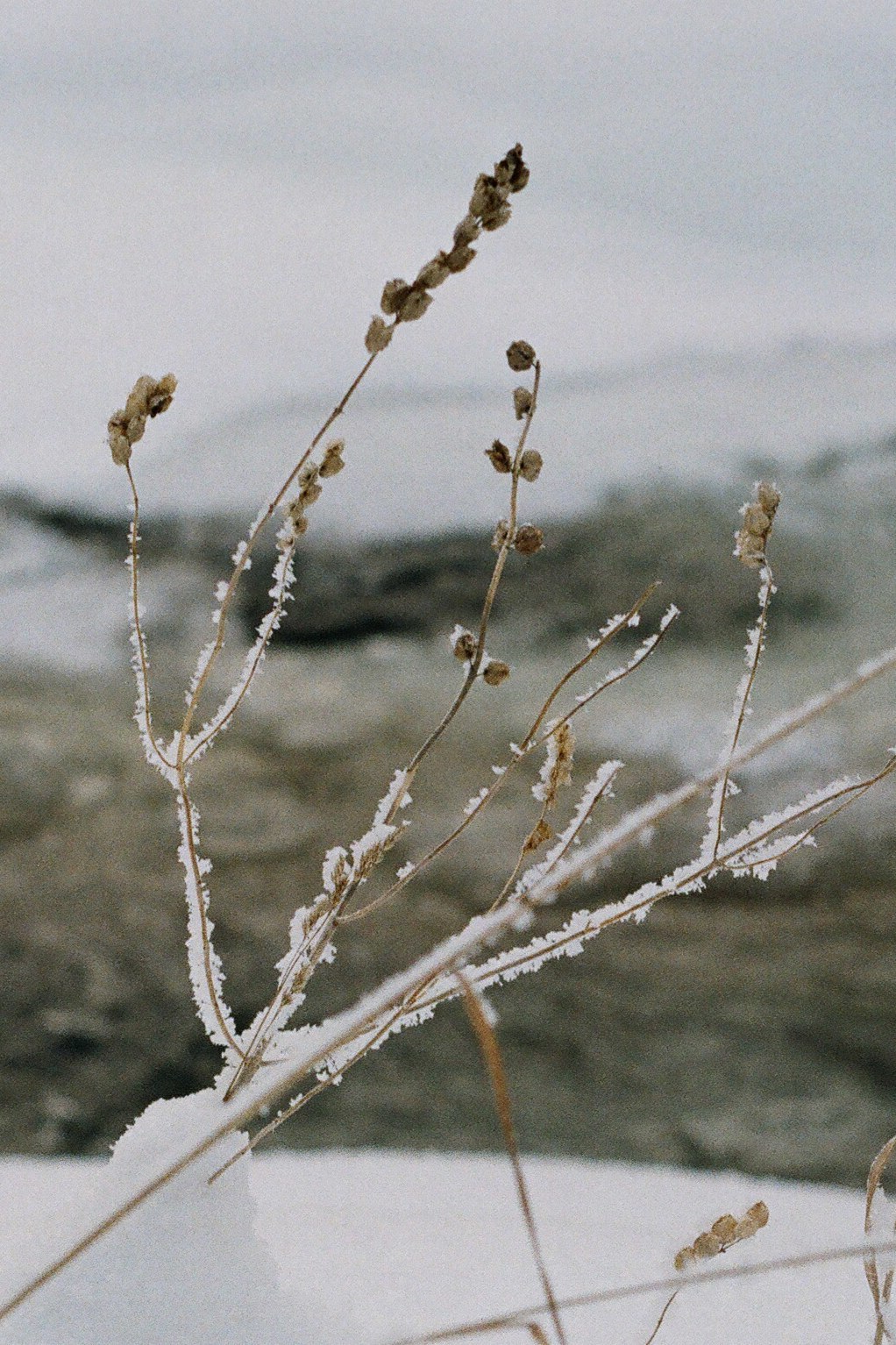 A series of shots in the winter forest - My, Winter, Film, Siberia, Walk, Krasnoyarsk region, Longpost