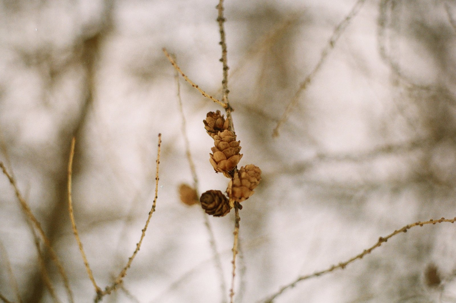 A series of shots in the winter forest - My, Winter, Film, Siberia, Walk, Krasnoyarsk region, Longpost