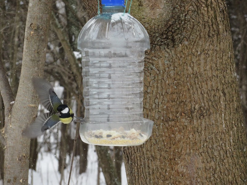 Birds of the Lyublino region - My, Birds, The photo, My, Longpost, Bird watching, 