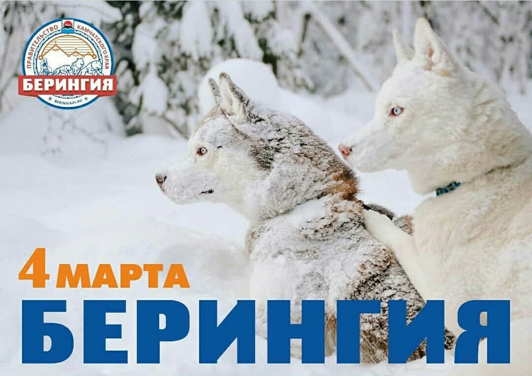 Beringia 2018. For the Guinness record. Start. - Husky, Kamchatka, The race, Dog sled, Beringia, Start, Guinness Book of Records, Longpost