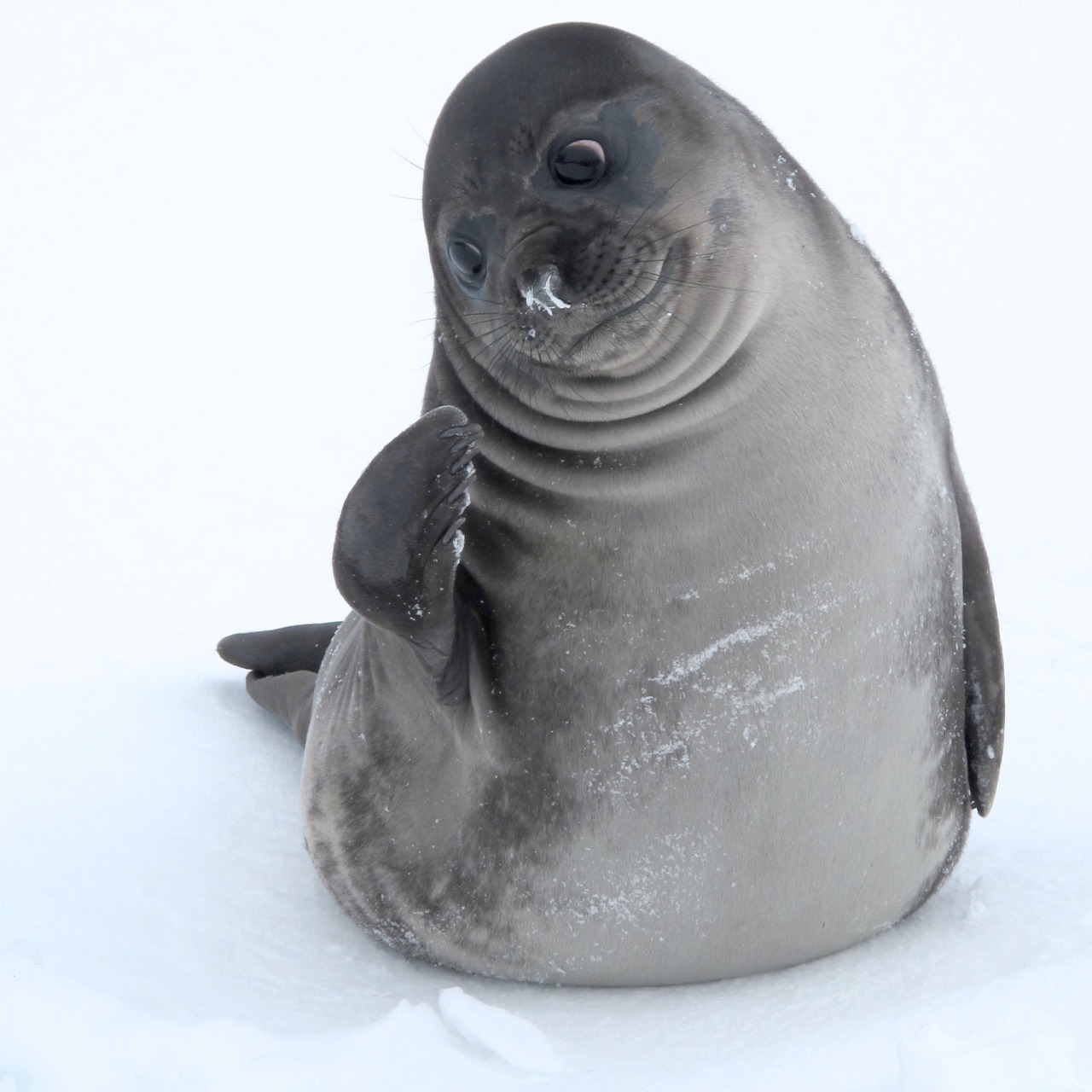 A slightly shy seal. - Seal, Milota, Animals, The photo