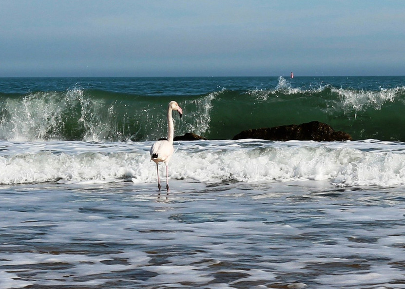 A new resident on the coast of Feodosia - Crimea, Feodosia, Flamingo, Longpost, The photo