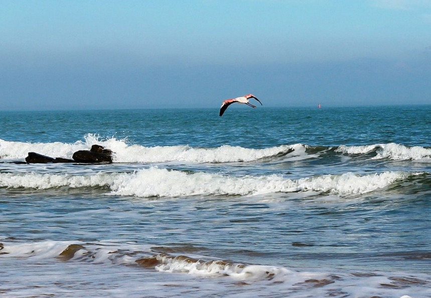 A new resident on the coast of Feodosia - Crimea, Feodosia, Flamingo, Longpost, The photo