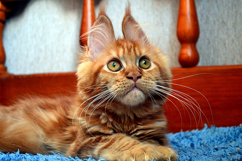 Here is a cat, another kitten! And the look! Maine Coon breed. - cat, Maine Coon, Pet, Longpost, Pets