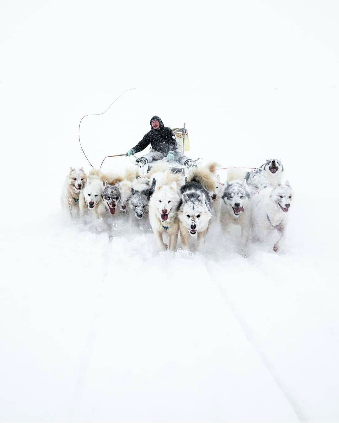 Eh, strays! - Riding, , Like, Alaskan Malamute, Samoyed, , Musher, Uncertainty