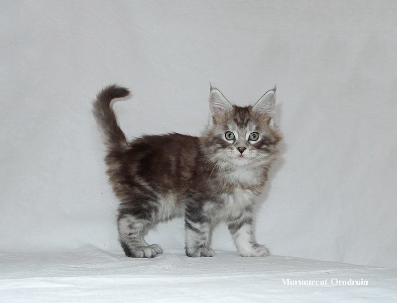 Maine Coons aged 0-45 days. - My, Maine Coon, cat, Catomafia, Kittens, Longpost