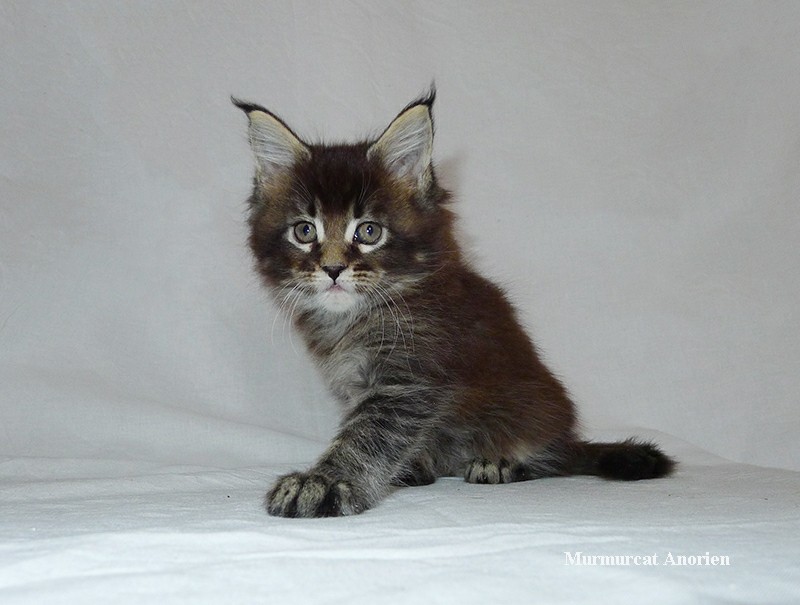 Maine Coons aged 0-45 days. - My, Maine Coon, cat, Catomafia, Kittens, Longpost