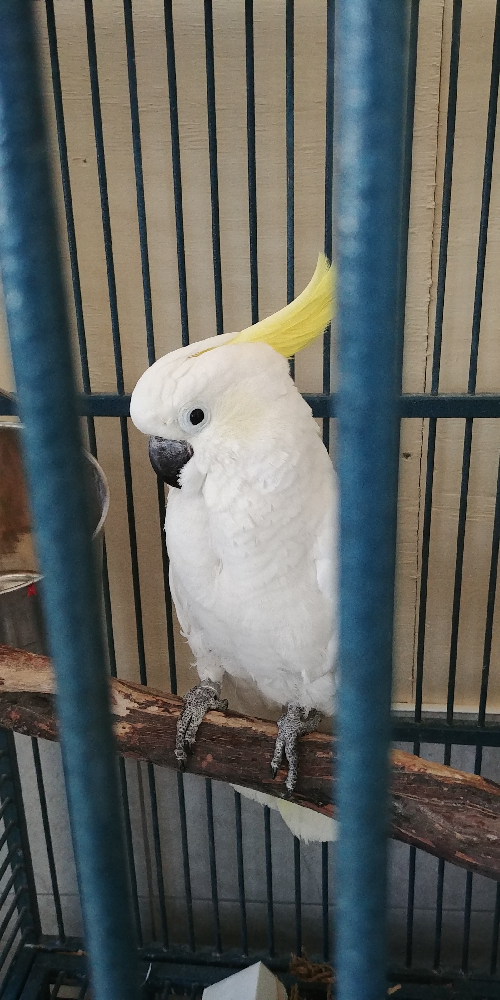 A few months ago, I volunteered at a parrot shelter. - My, A parrot, Birds, Cockatoo, Amazon parrot, Macaw parrots, Longpost