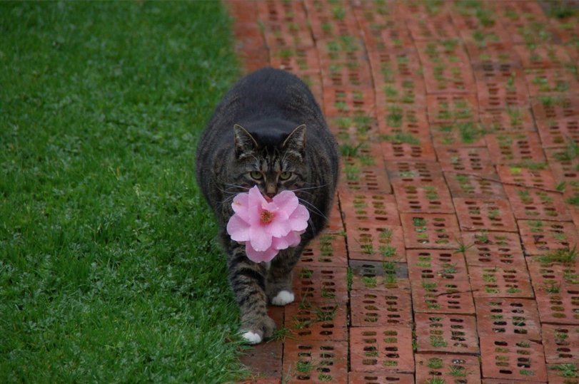 Just fluffy bone - cat, Flowers, Longpost