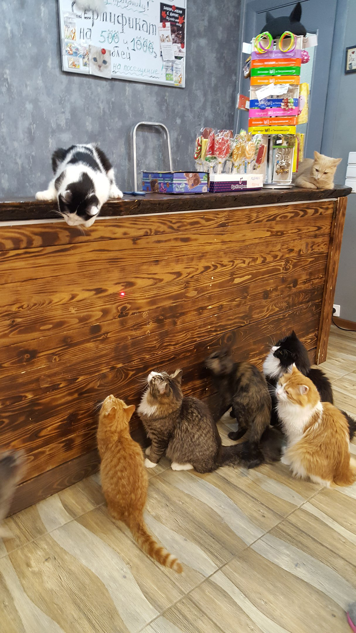 In Petrozavodsk, cats from the Cat Cafe are driven out into the street - cat, Petrozavodsk, Antikafe, news, Help, Longpost, Cafe, Negative, Helping animals