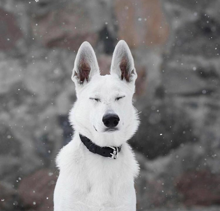 Waiting for Spring - Dog, The photo, Nature, Winter